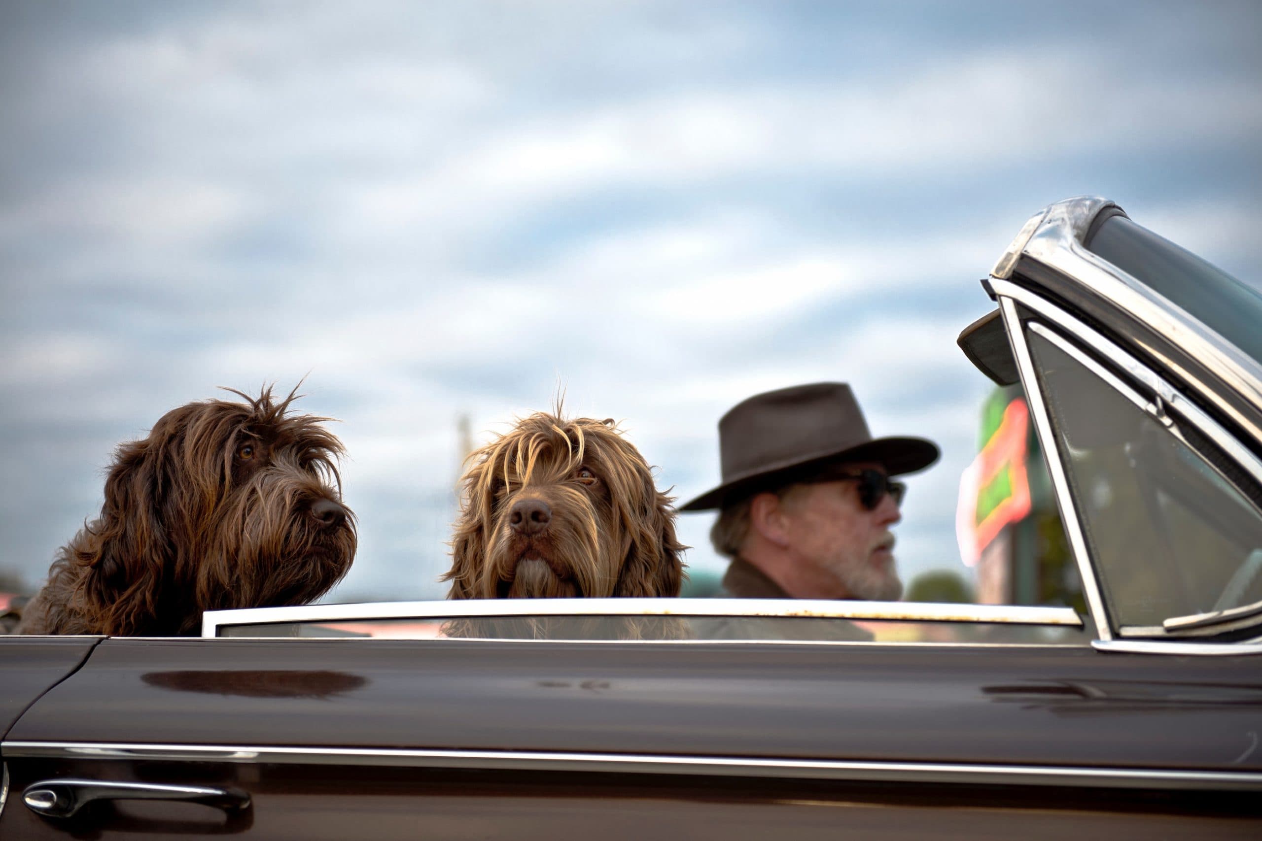12 Dog-Friendly National Parks to Visit With Your Pet