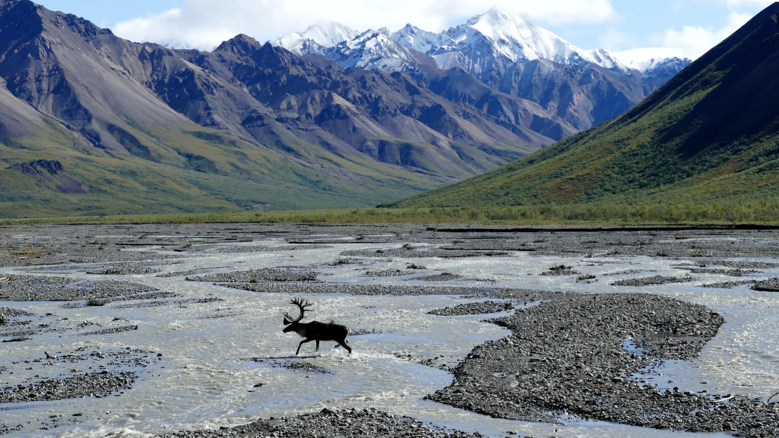 The Best Places To See Wildlife In The U.S.